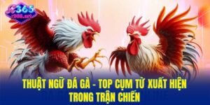 thuật ngữ đá gà