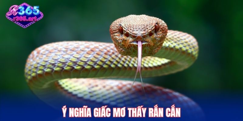 Ý nghĩa giấc mơ thấy rắn cắn