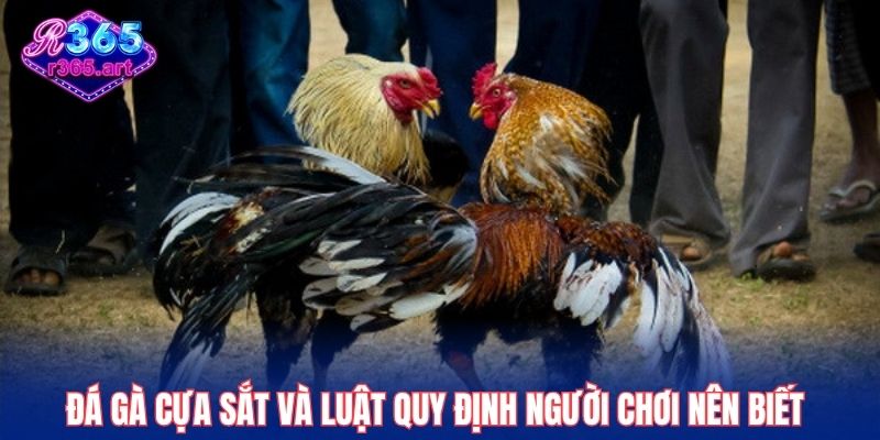 Đá Gà Cựa Sắt - Áp Dụng Thủ Thuật Chơi Ăn Thưởng Cao 2025 1 Đá gà cựa sắt và luật quy định người chơi nên biết
