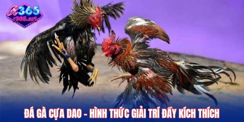 Đá Gà Cựa Dao R365 - Bùng Nổ Cảm Xúc Với Trận Đấu Gay Cấn 1 Đá gà cựa dao – Hình thức giải trí đầy kích thích