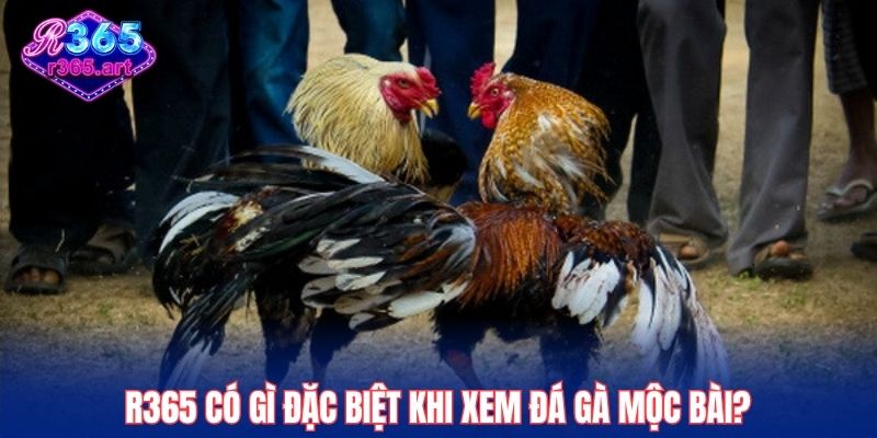 Trực Tiếp Đá Gà Mộc Bài, Đầu Trường Đỉnh Cao Tại R365 1 R365 có gì đặc biệt khi xem đá gà Mộc Bài?