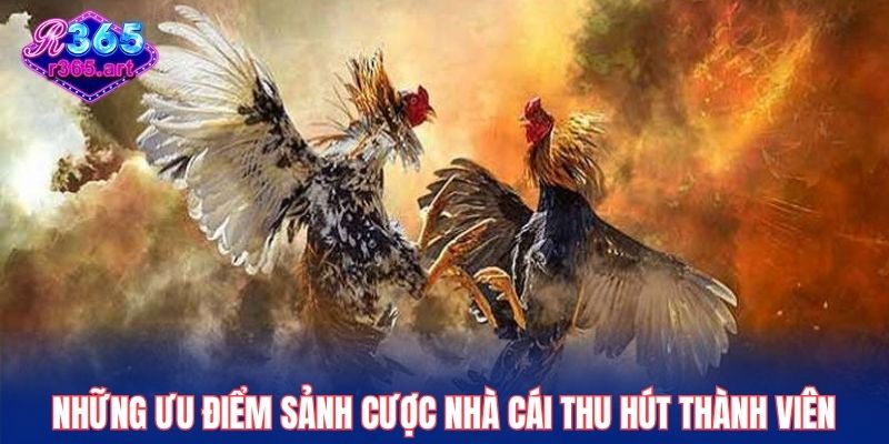 Đá gà chọi - Những Trận Đấu Hấp Dẫn Với Tỷ Lệ Thưởng Cao 1 Những ưu điểm sảnh cược nhà cái thu hút thành viên