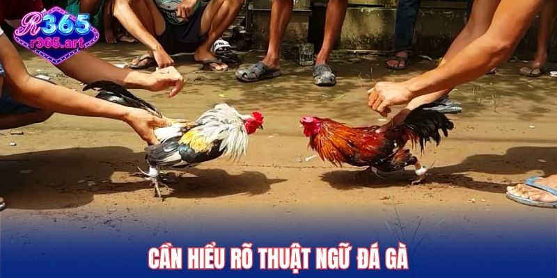 Thuật Ngữ Đá Gà R365 - Top Cụm Từ Xuất Hiện Trong Trận Chiến 1 Cần hiểu rõ thuật ngữ đá gà