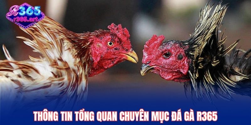 Thông tin tổng quan chuyên mục đá gà R365