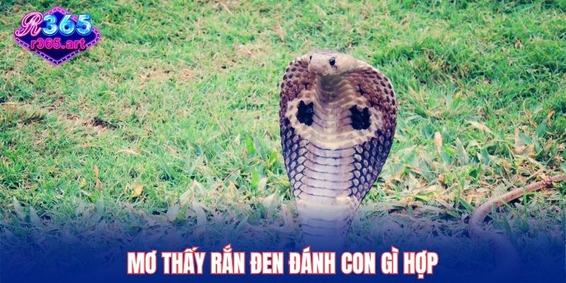 Mơ thấy rắn đen đánh con gì hợp