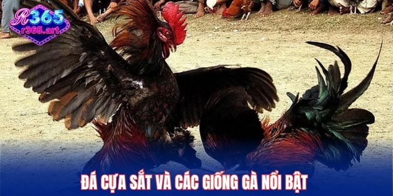 Đá Gà Cựa Sắt - Áp Dụng Thủ Thuật Chơi Ăn Thưởng Cao 2025 2 Đá cựa sắt và các giống gà nổi bật