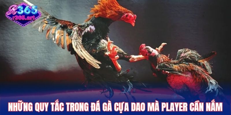 Đá Gà Cựa Dao R365 - Bùng Nổ Cảm Xúc Với Trận Đấu Gay Cấn 2 Những quy tắc trong đá gà cựa dao mà player cần nắm
