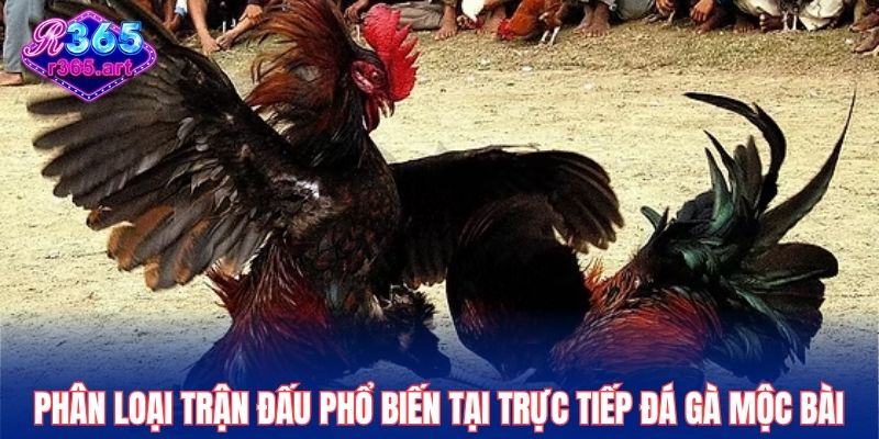 Trực Tiếp Đá Gà Mộc Bài, Đầu Trường Đỉnh Cao Tại R365 2 Phân loại trận đấu phổ biến tại trực tiếp đá gà Mộc Bài