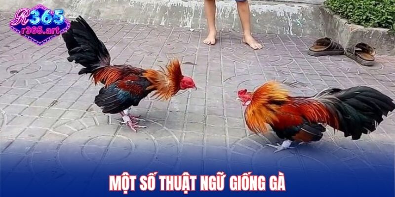 Thuật Ngữ Đá Gà R365 - Top Cụm Từ Xuất Hiện Trong Trận Chiến 2 Một số thuật ngữ giống gà