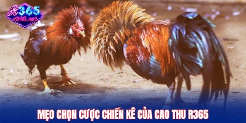 Đá Gà Cựa Sắt - Áp Dụng Thủ Thuật Chơi Ăn Thưởng Cao 2025 3 Mẹo chọn cược chiến kê của cao thu R365