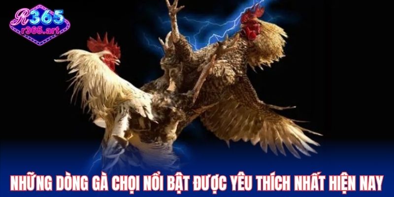 Đá Gà Cựa Dao R365 - Bùng Nổ Cảm Xúc Với Trận Đấu Gay Cấn 3 Chi tiết trinh tự phân xử thắng thua trong trận đấu