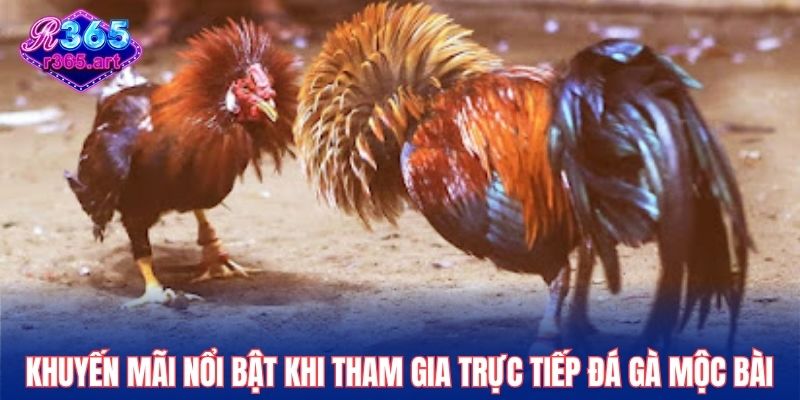 Trực Tiếp Đá Gà Mộc Bài, Đầu Trường Đỉnh Cao Tại R365 3 Khuyến mãi nổi bật khi tham gia trực tiếp đá gà Mộc Bài