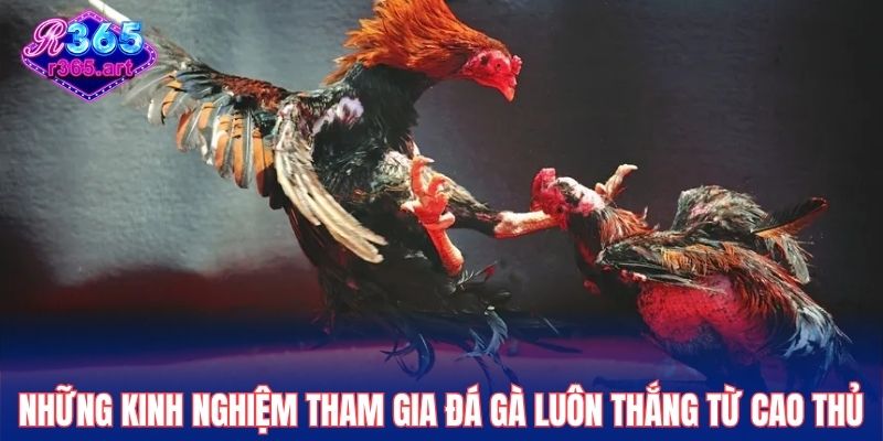 Đá gà chọi - Những Trận Đấu Hấp Dẫn Với Tỷ Lệ Thưởng Cao 3 Những kinh nghiệm tham gia đá gà luôn thắng từ cao thủ
