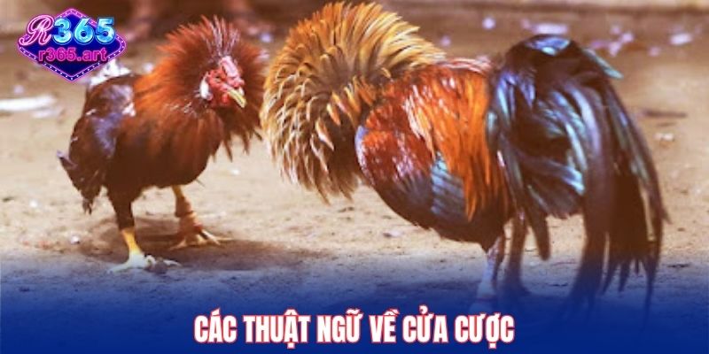 Thuật Ngữ Đá Gà R365 - Top Cụm Từ Xuất Hiện Trong Trận Chiến 3 Các thuật ngữ về cửa cược